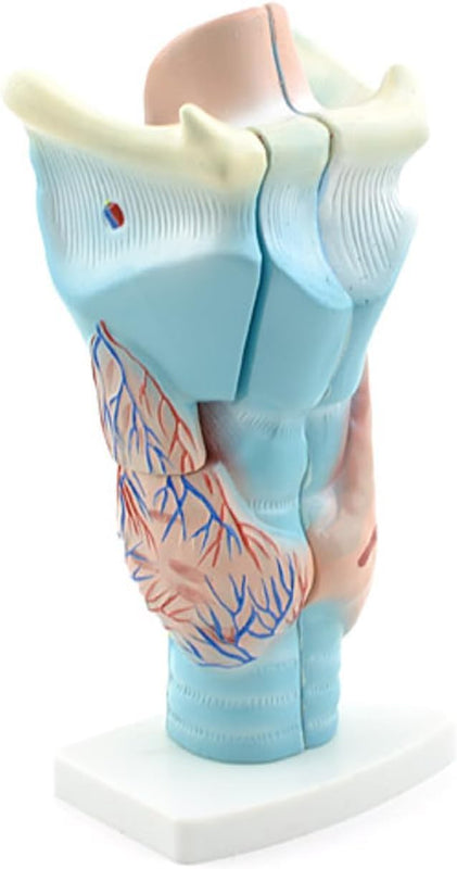 SPANCARE PHARMACEUTICALS Premium Quality Magnified Human Larynx Model, Made of Non-Toxic PVC