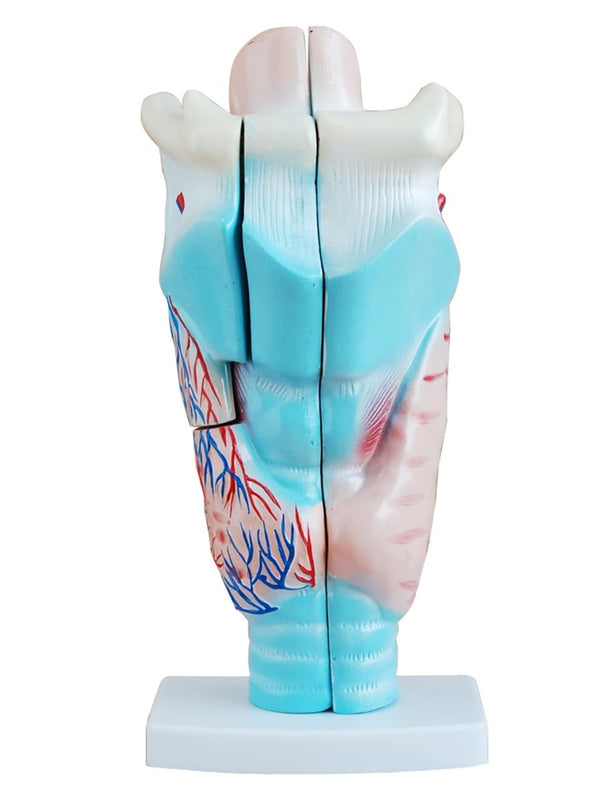 Magnified Human Larynx Model (3-Part) on Stand – Vocal Folds, Epiglottis, Thyroid & Cricoid Cartilages Shown | For ENT, Anesthesiology, Speech Therapy & MBBS