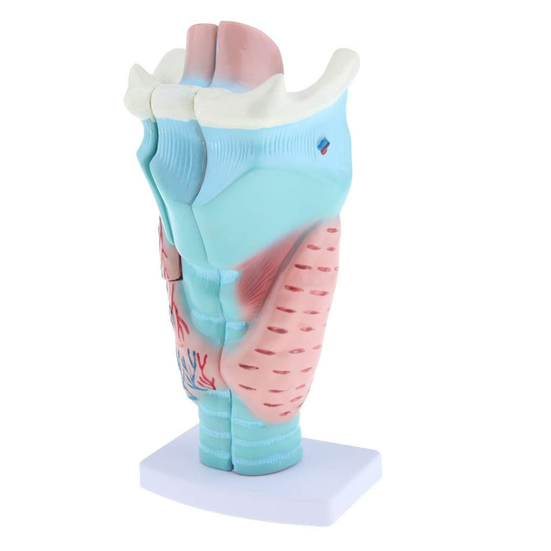 Magnified Human Larynx PVC Model by mLabs