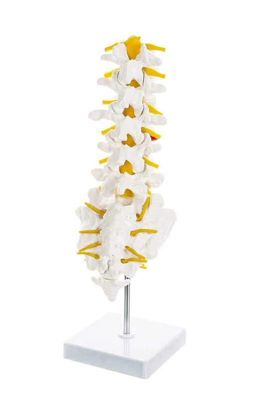 Spancare Lumbar Vertebrae 1-5, Premium Anatomical Model, Sacrum Bone with Spinal Nerves