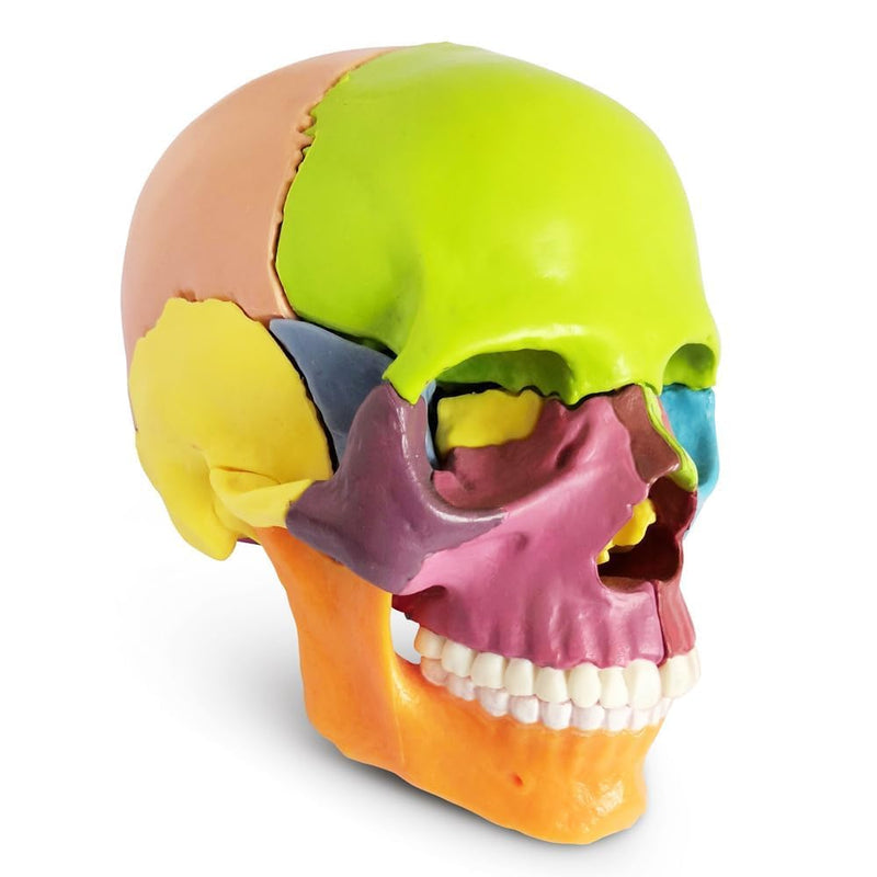 SPANCARE PHARMACEUTICALS Anatomy Skull Model | 15 Parts Human Anatomy Exploded Skull Detachable Palm-Sized Human Color Medical Skull Model,Medical Dental Clinic Teaching Equipment