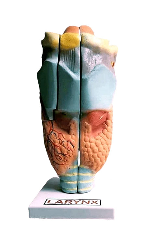 Human Larynx Anatomy Model – Respiratory System Teaching Aid with Vocal Cords & Epiglottis | Medical & Educational Use | 11.5 × 11 × 24 cm