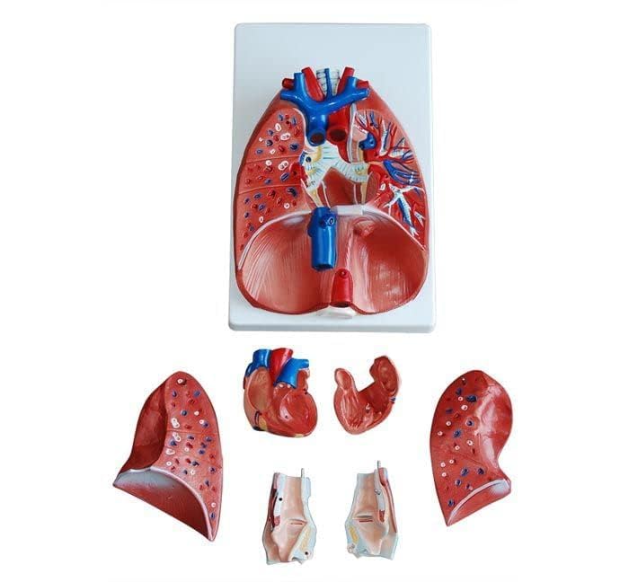 Larynx, Heart and Lungs (Model)