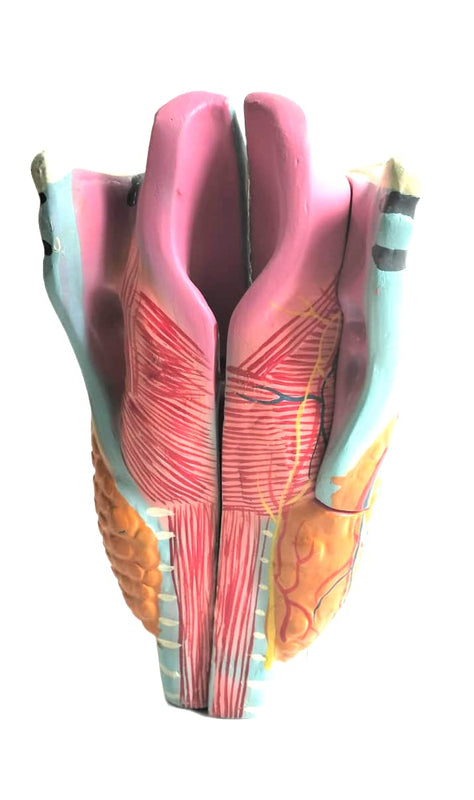 Scientific Human Anatomy Larynx Model