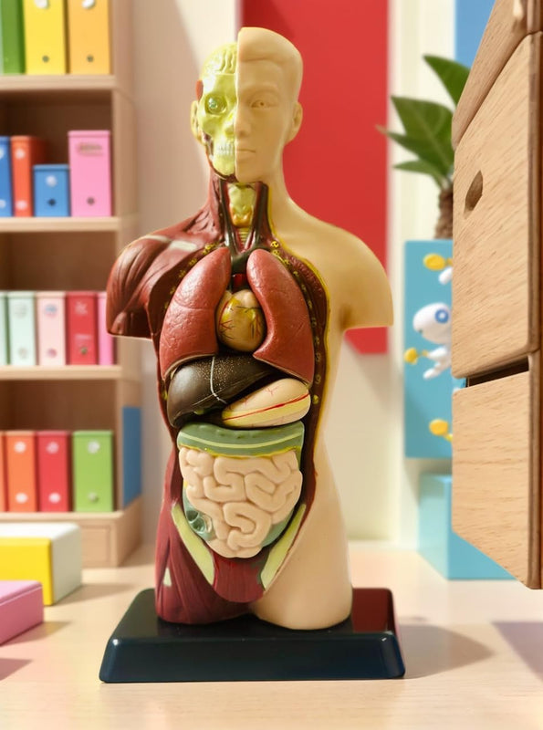 Clear Human Body Structure Model - Skeleton Toys for 6 Year Old | 3D Human Body for Kids | DIY Stem Educational Science Project | Best Birthday Gift for Kids, Boys