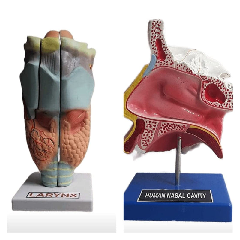 Human Larynx & Nasal Cavity Anatomy Model Set | Anatomical Model for Medical, Nursing & Biology Education, Teaching & Demonstration