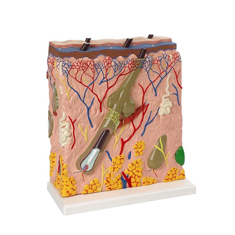 Giant Human Skin Model (Premium Quality) - Myaskro