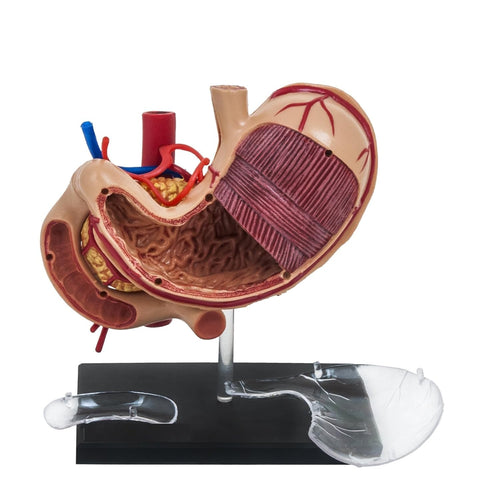 Deluxe 4D Human Stomach Anatomical Model with 10 Removable Parts