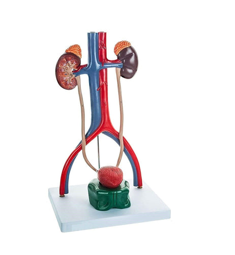 Spancare Medical Male Urinary System Premium Anatomical Model, with One Cut-Away Kidney