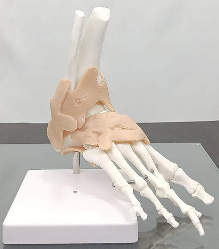Human Foot Joint Model Flexible PVC Plastic (Anatomical Model) Unbreakable