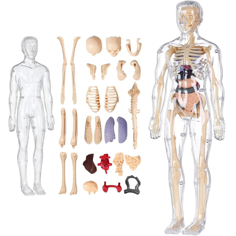 Human Body Anatomy Model for Kids – Transparent STEM Educational Toy with Removable Organs & Skeleton Medical Science Learning Kit for School Projects, Study Desk & Gifts