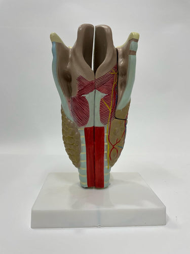 Human Head Model | Life Size| 1 Pc