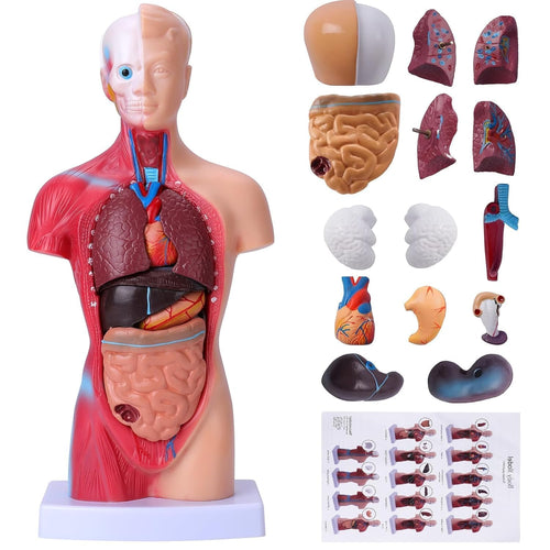 Human Torso Anatomical Model 45 cm Human Body Anatomical Human Model Teaching Model Man Organ Anatomy with Removable Organs for Kids & Adults,