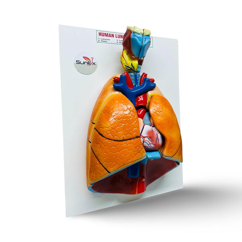 Human Lungs and Heart Anatomy Model I Human Lungs and Heart Model with Larynx - Life-Size and Detailed I Perfect for Students and Professionals: Lungs, Heart, and Larynx Model
