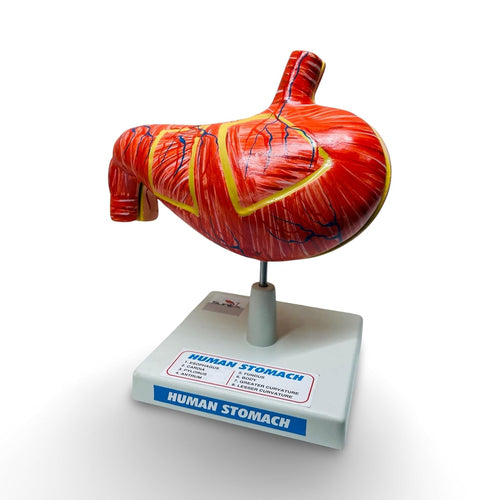 Human Stomach Model | Detailed Human Anatomy Model | 2-Part Dissectible Design | Labeled Parts | Portable Size | Educational Tool for Students & Medical Professionals