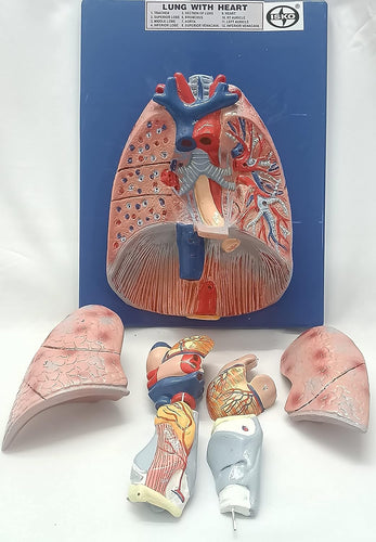 Human Lung with Heart Life size model in 7 parts (Made with Fiber Glass)