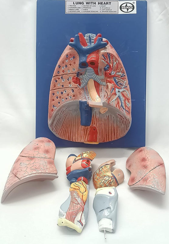 Human Lung with Heart Life size model in 7 parts (Made with Fiber Glass)