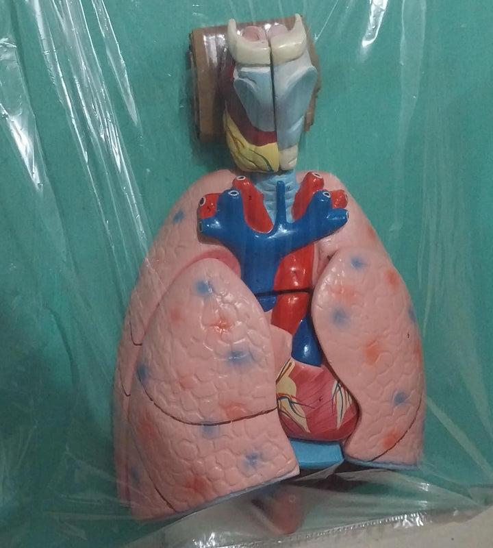 Human Lungs Model with Heart Anatomical Model | Respiratory Model